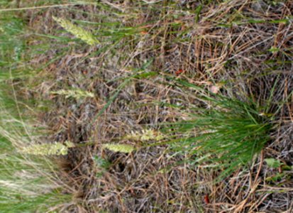 Plants OB 671