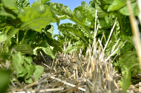 conservationtillage134