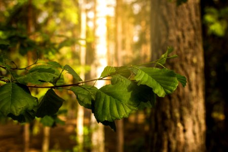 Iso-Melkutin, Loppi, Finland