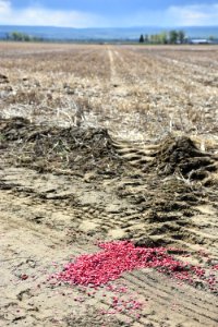 crops127