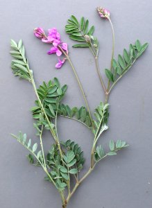 Plants OB 557