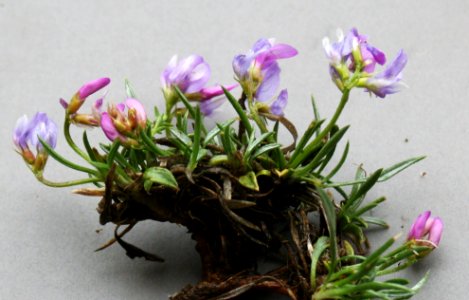 Plants OB 538