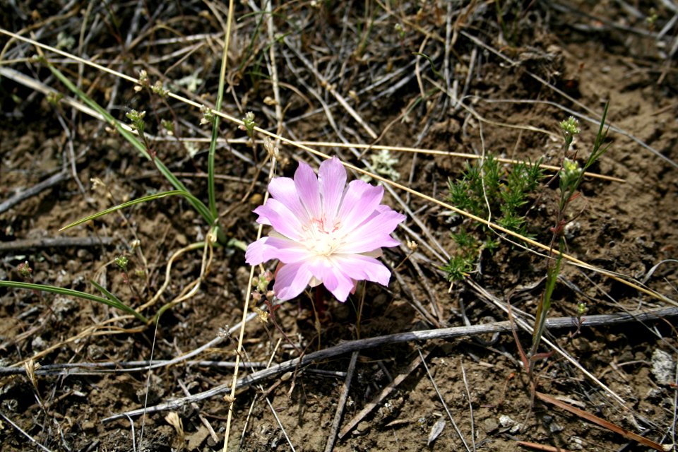 Plants OB 796