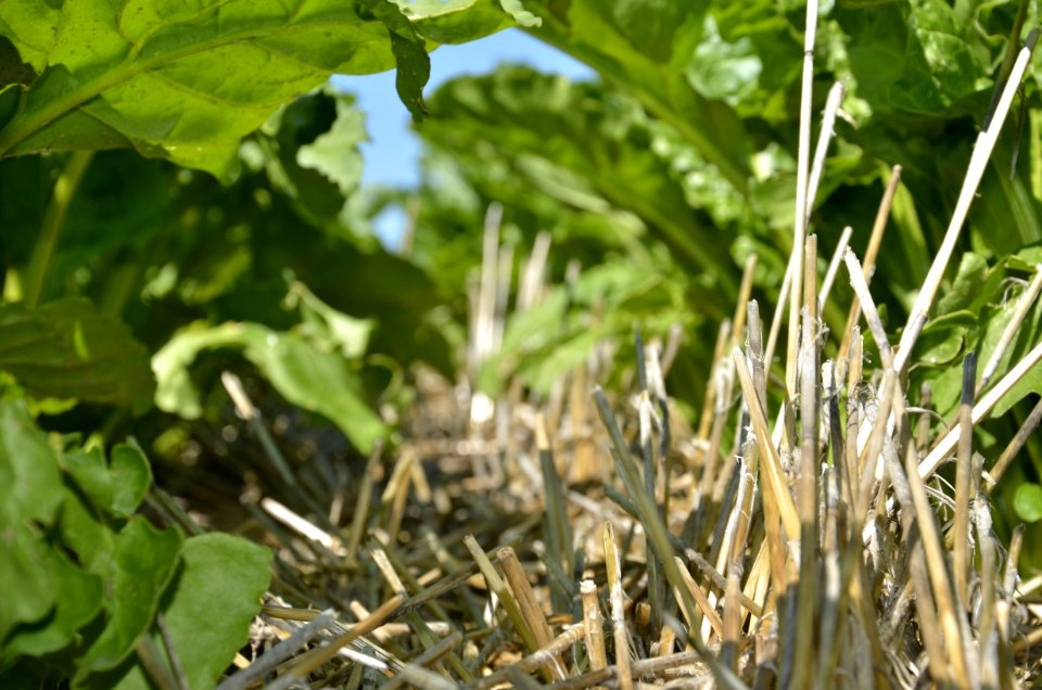 conservationtillage135