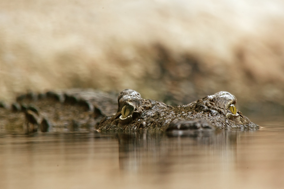Alligator close up predator