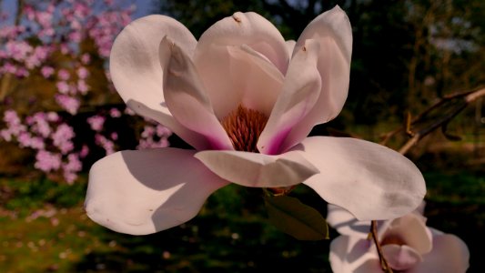 Just one bloom