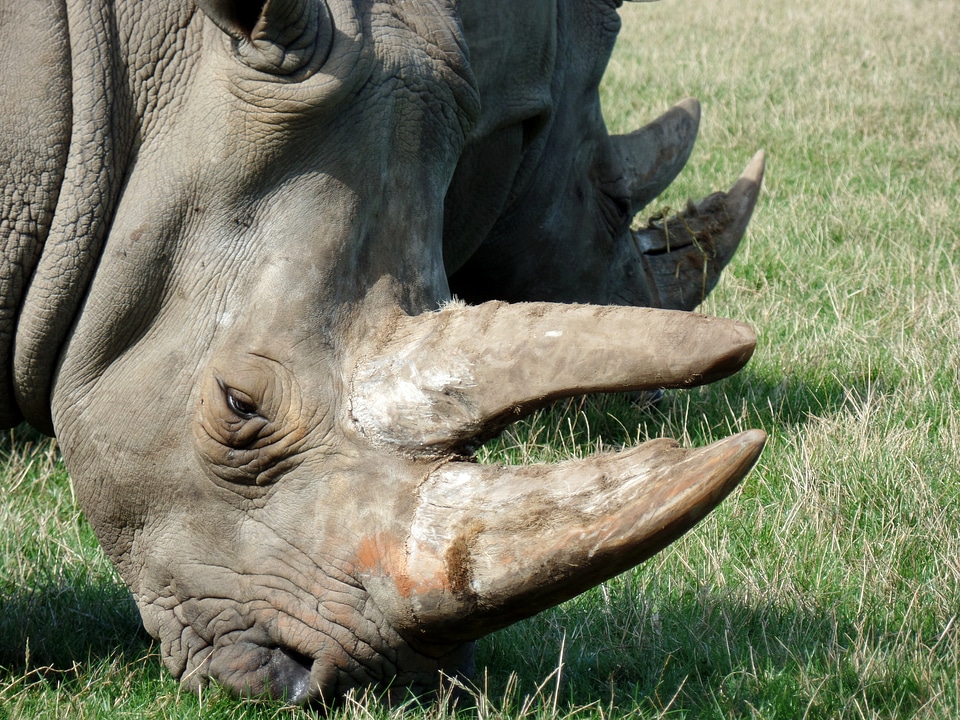 Safari park close up africa