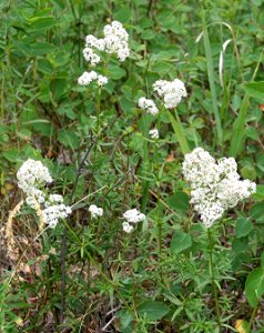 Plants OB 855