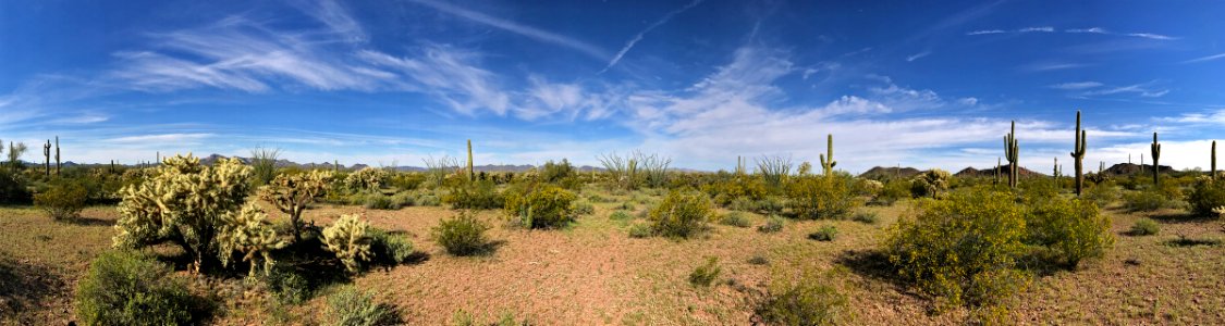 Organ Pipe Cactus NM in AZ