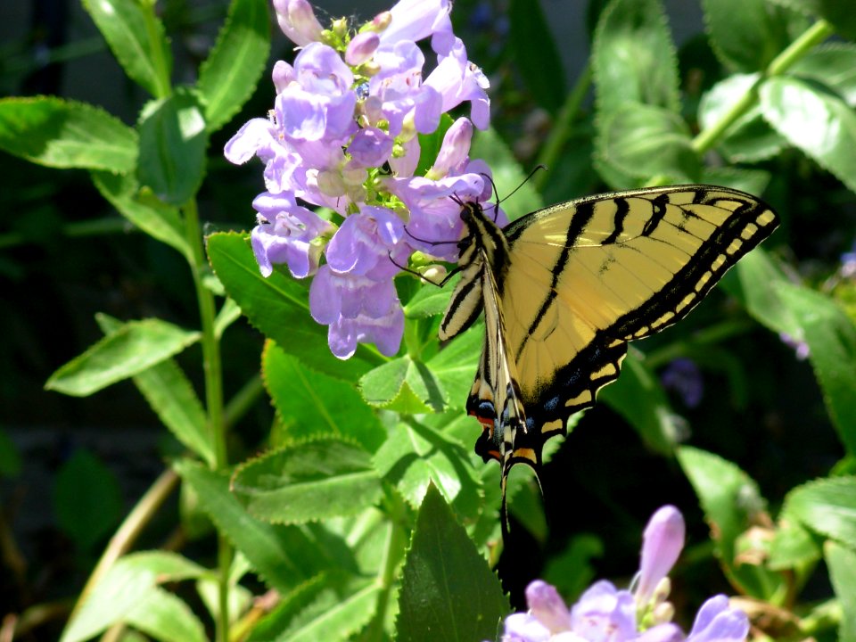 Pollinators0008.tif