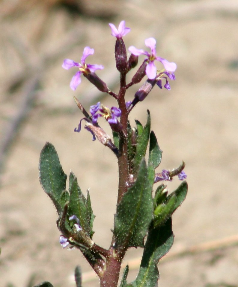 Plants OB 399