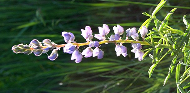 Plants OB 582