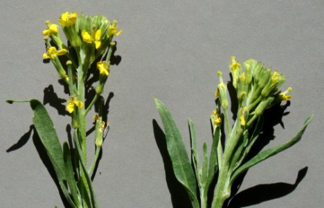 Plants OB 405