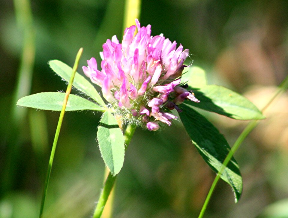 Plants OB 641