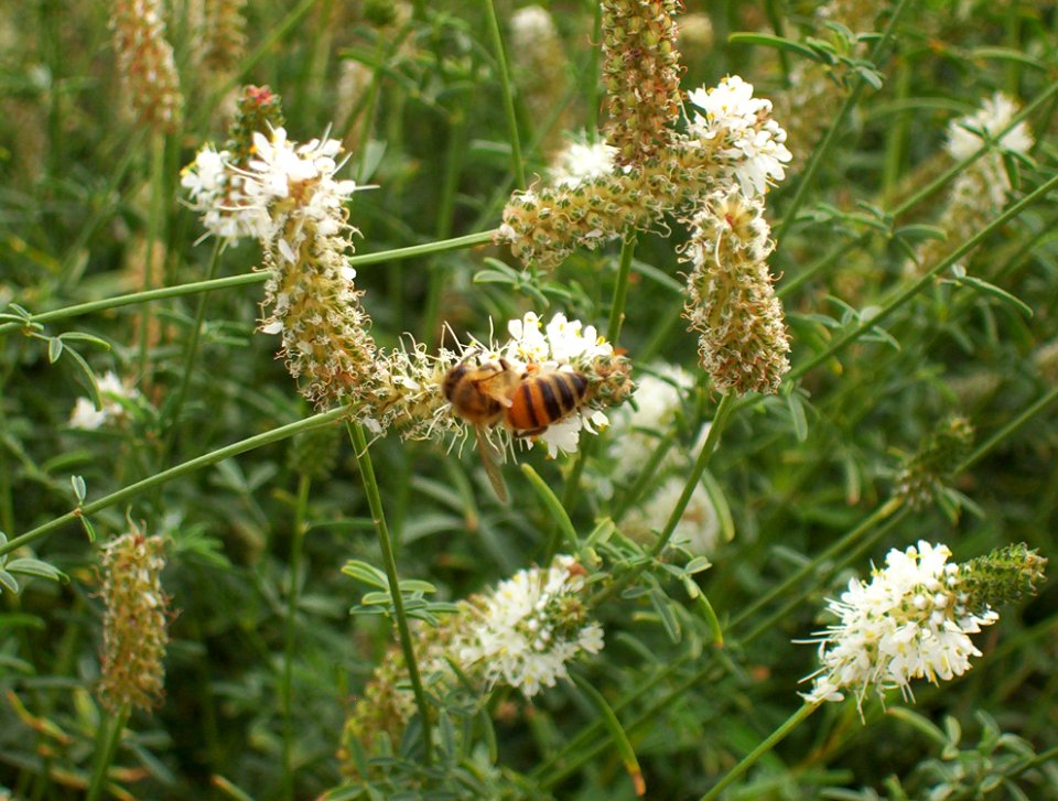 Pollinators0001.tif