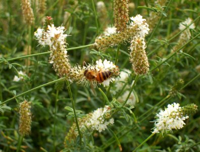 Pollinators0001.tif