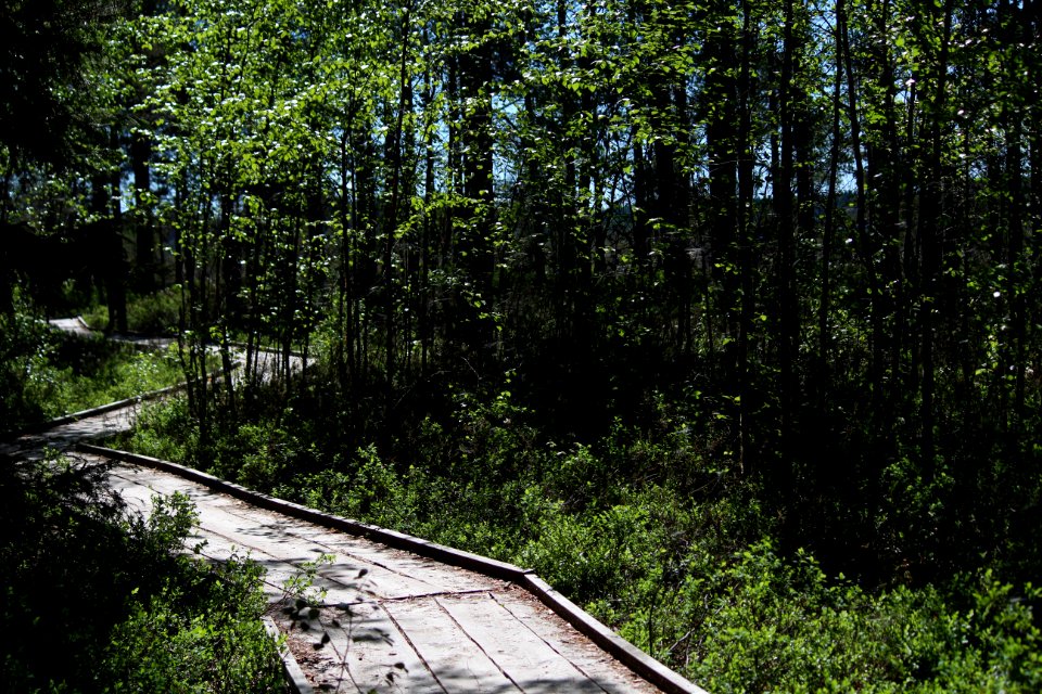 Torronsuon kansallispuisto, Hämeen Härkätie, Finland