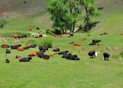 Livestock122