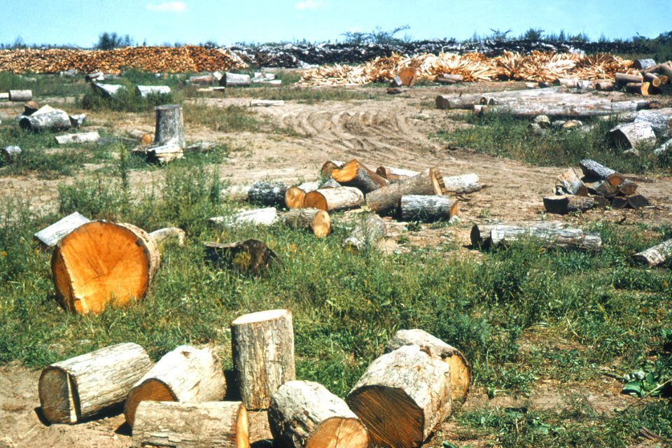 Trees13.tif