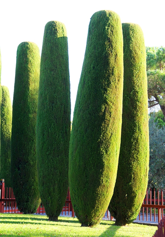 Italy garda cupressus