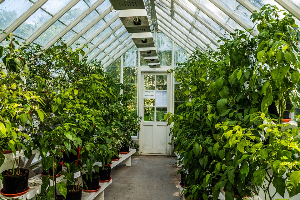 Growing plant natural