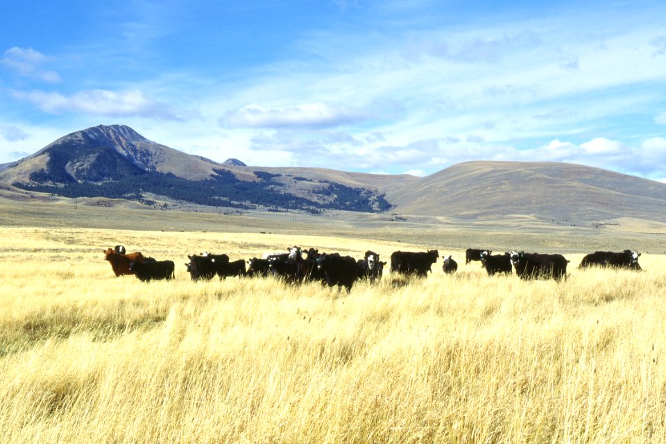 Rangeland07.tif