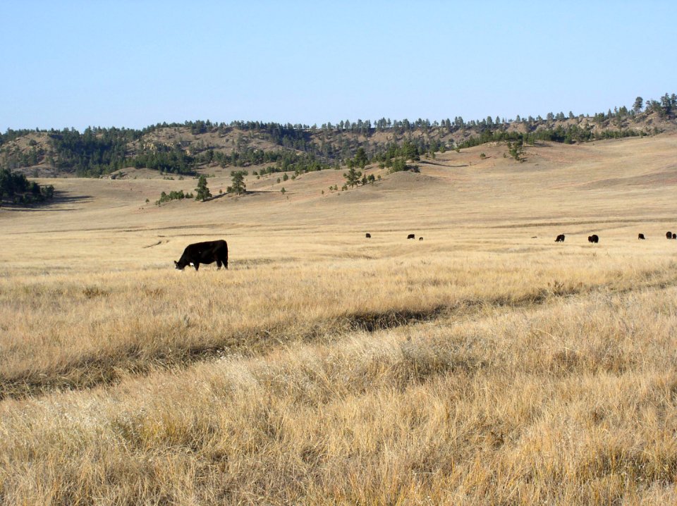 Livestock120