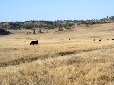 Livestock120