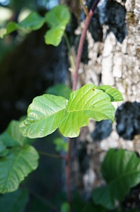 Oak leaves oak plant