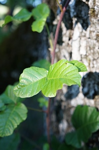 Oak leaves oak plant photo