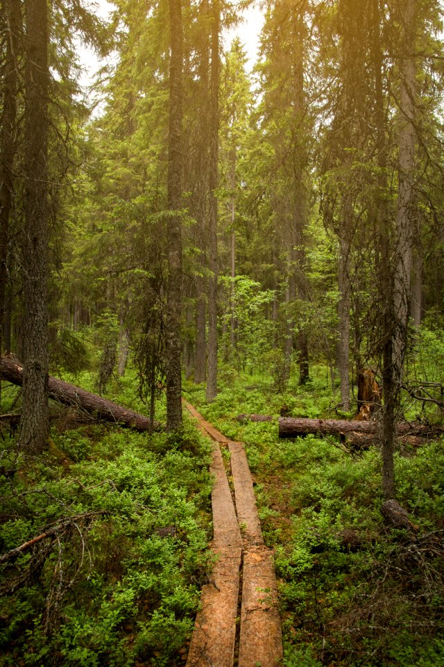Evo Hiking Area, Hämeenlinna, Finland