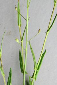 Plants OB 381