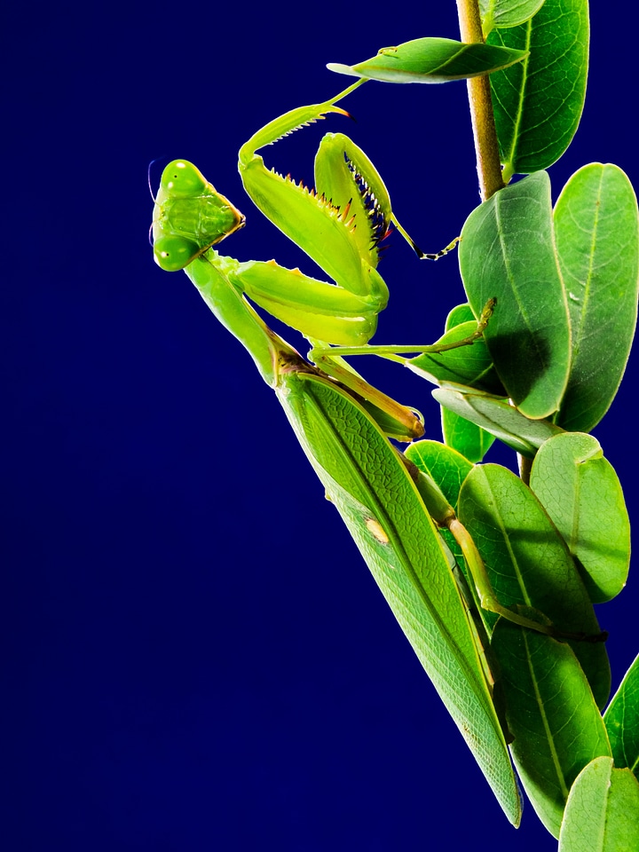 Fishing locust green close up