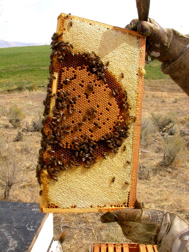 Pollinators13.tif