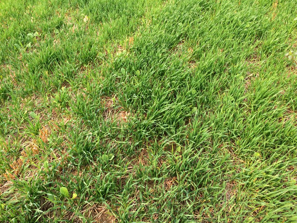 crops142