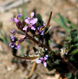 Plants OB 404