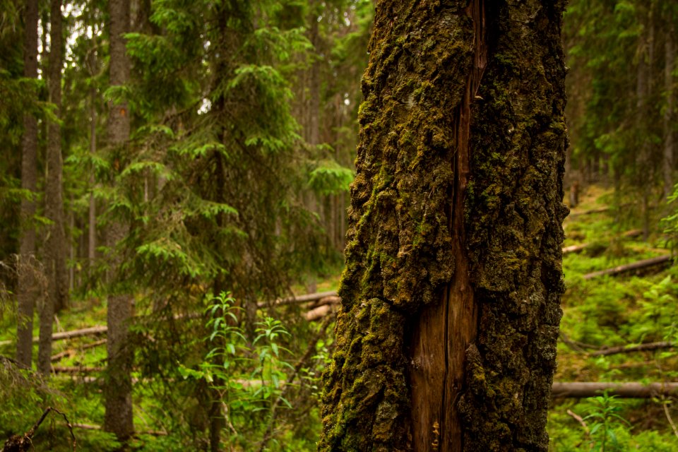 Evo Hiking Area, Hämeenlinna, Finland