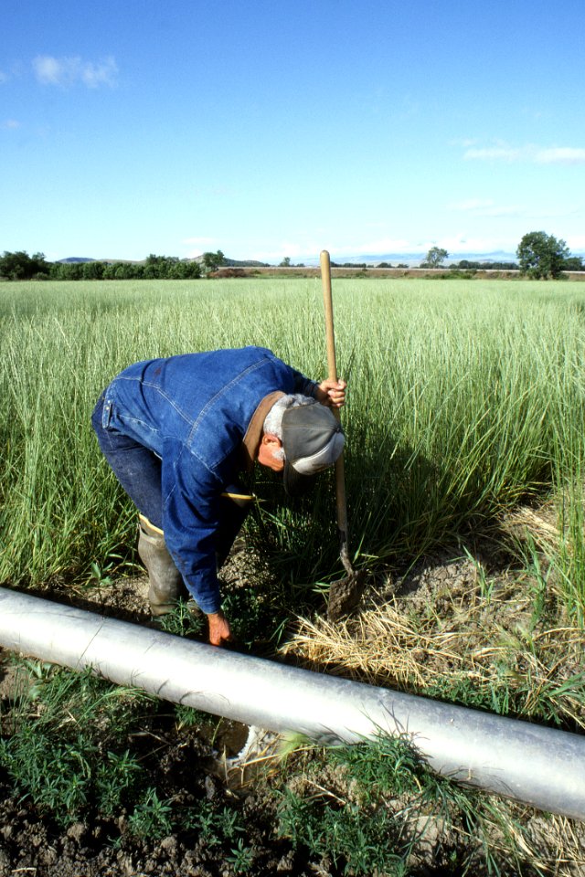 Irrigation35.tif