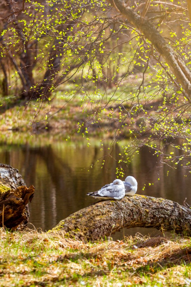 Aulanko, Hämeenlinna, Finland