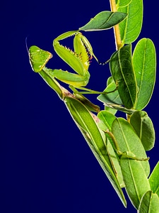Fishing locust green close up