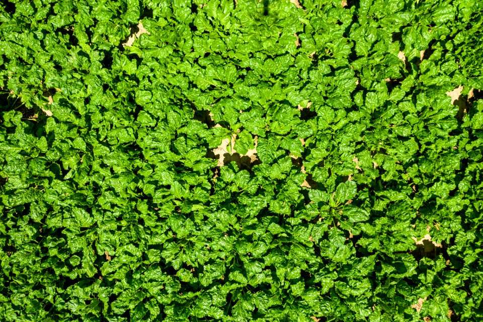 Jgibson Day6 0117 DJI 0790