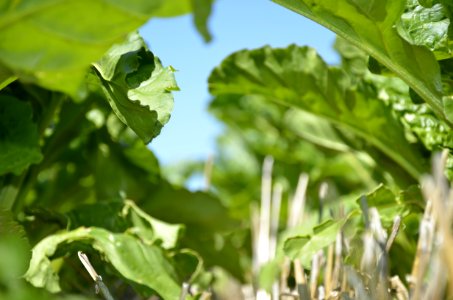 conservationtillage136