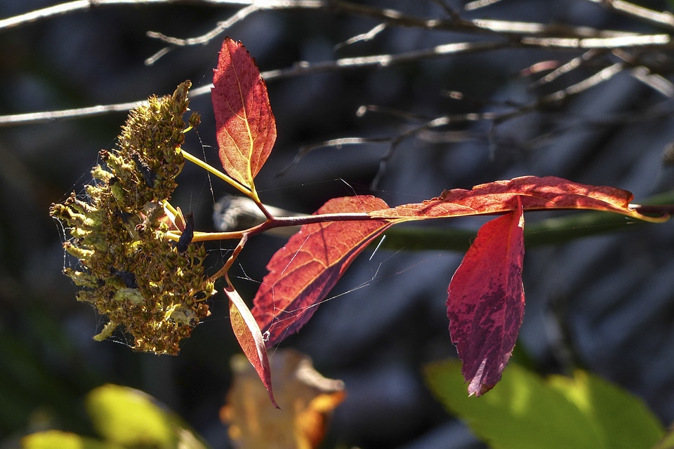 Leaves autumn forest