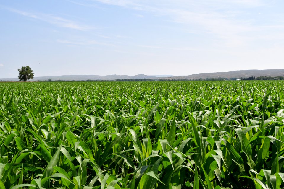 crops141