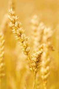 Ear farm farming