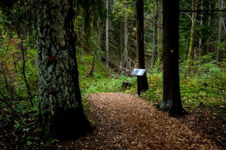 Sibeliuksen metsä, Hämeenlinna, Finland photo