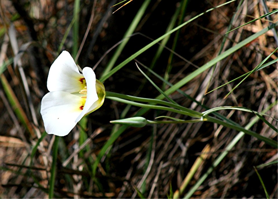 Plants OB 685