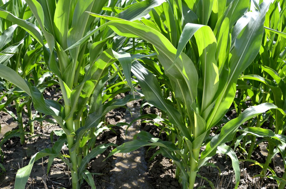 conservationtillage138