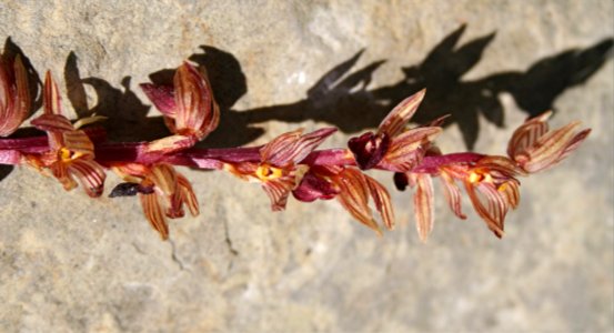 Plants OB 737