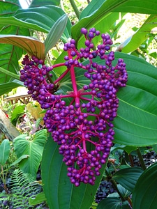 Plant bush botanical
